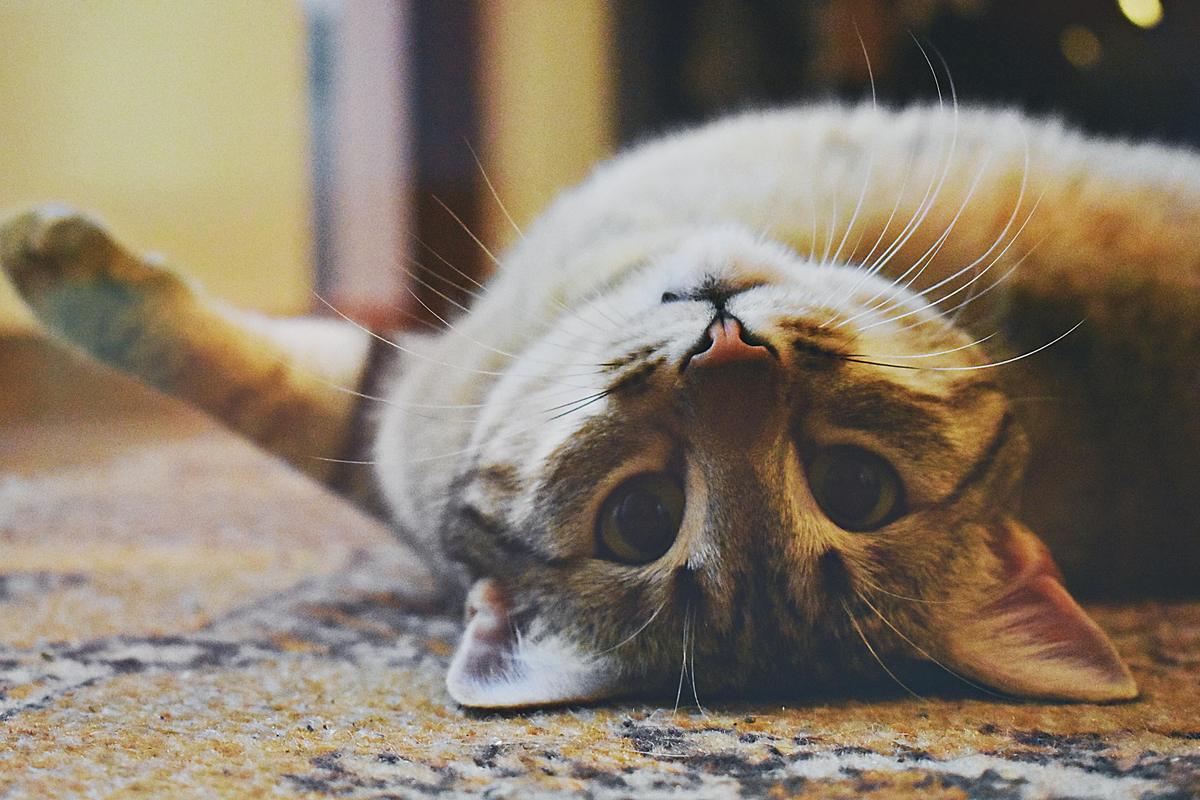 Le déroulement d'une visite à votre chat