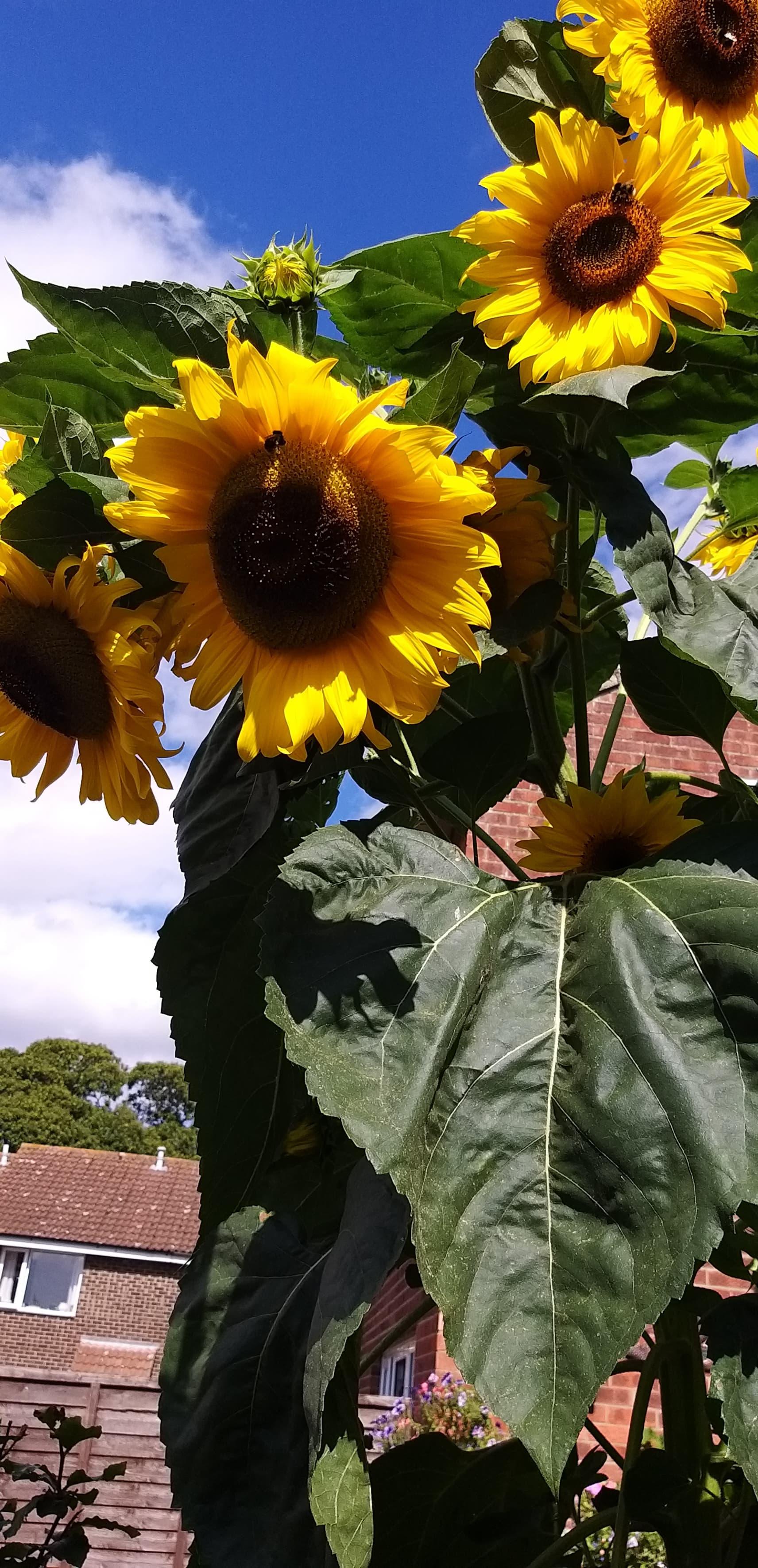 Do You Have Tips To For Sunflower Growth?🧐🌻