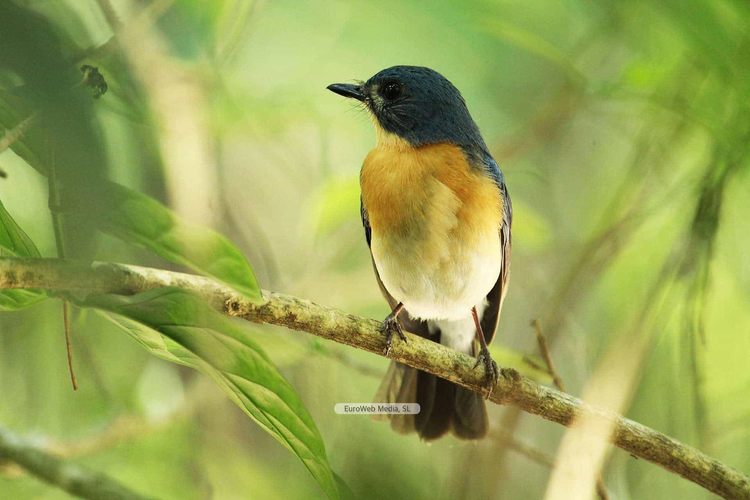Zona de Especial Protección para las Aves: Fuentes del Narcea y del Ibias en Cangas del Narcea