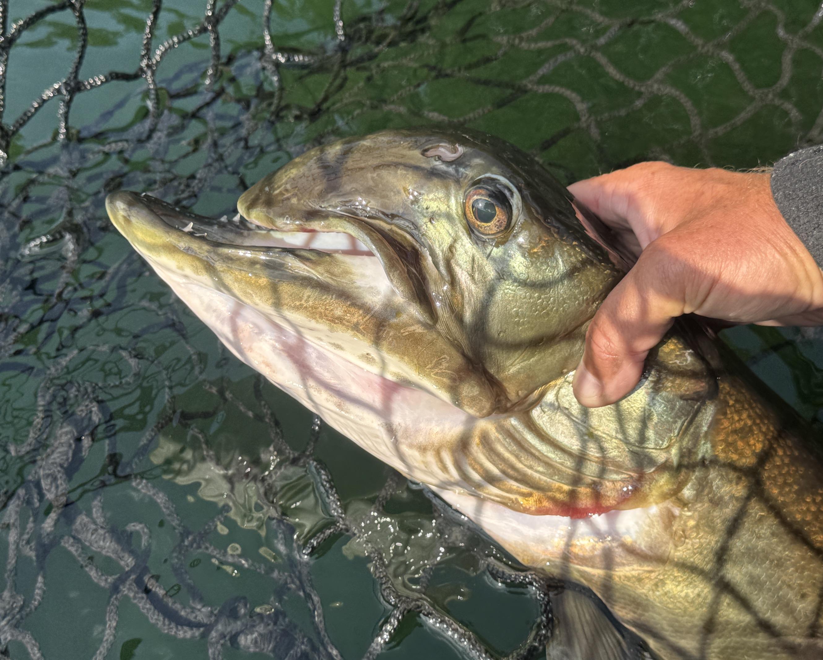 Deformed Muskies: Odd Looking Musky Faces Only a Mother Could Love 