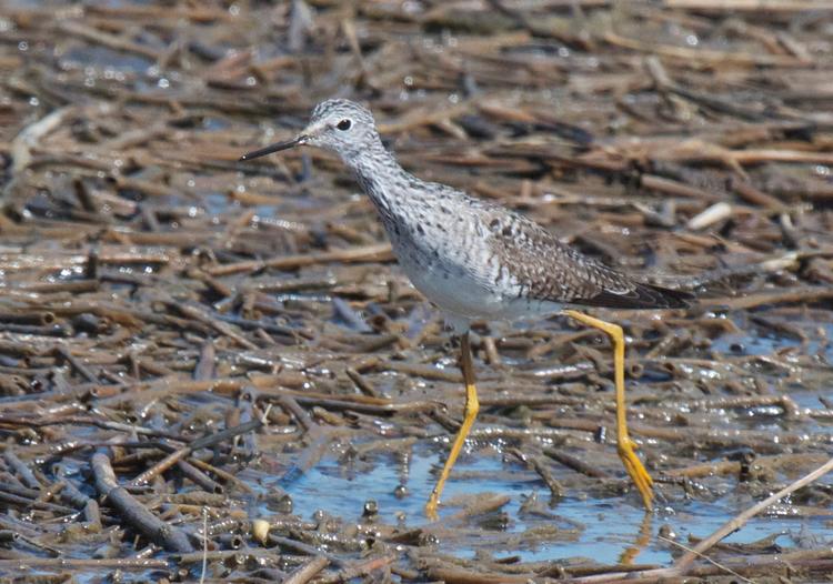 Greater and Lesser Yellowlegs