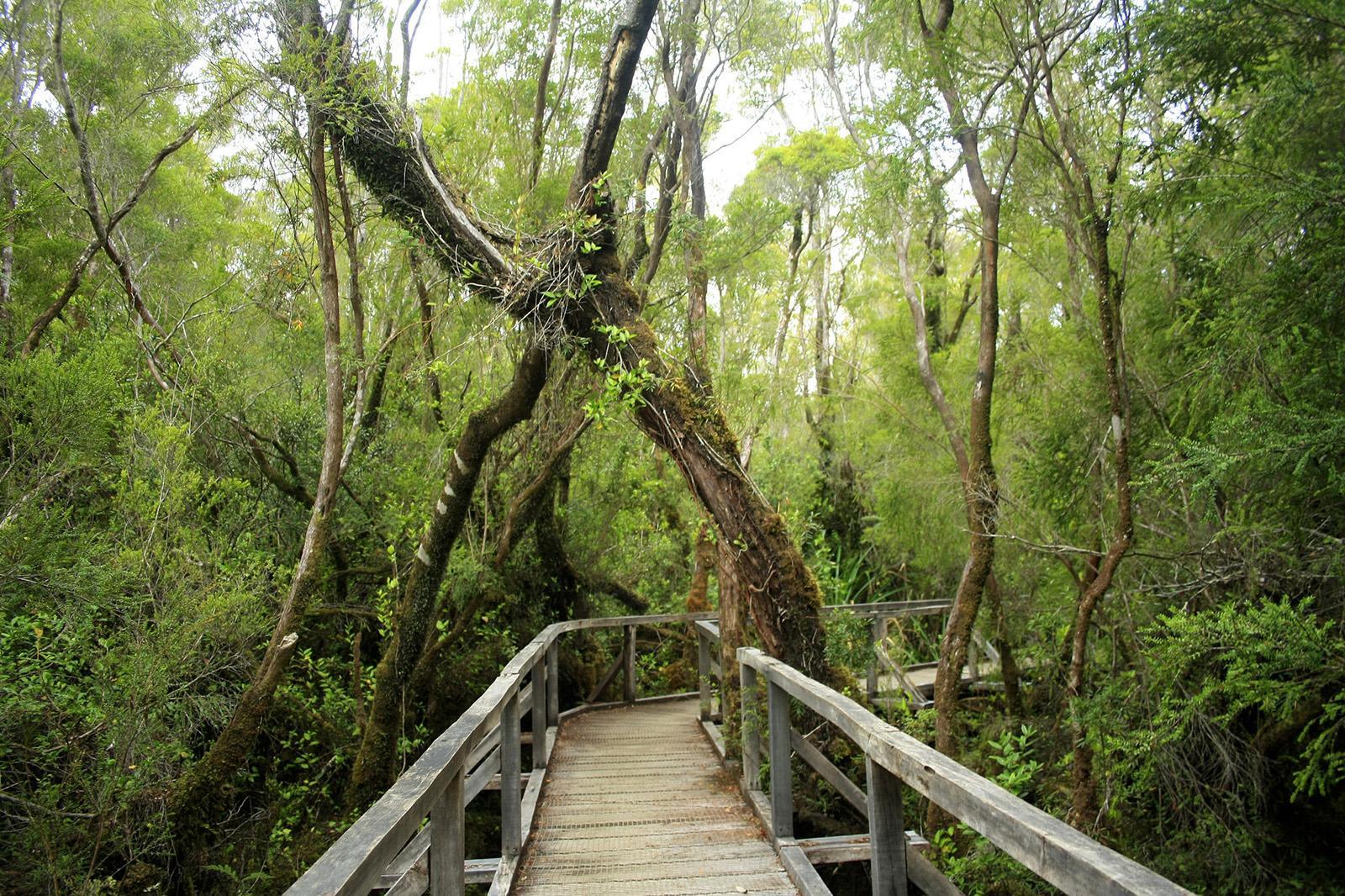 Parque Nacional Chiloé en Chonchi, Chiloé, Sur de Chile