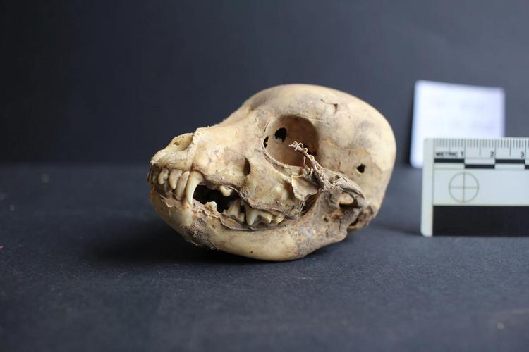 Peru’s sacred hairless dogs lived alongside elites 1,300 years ago