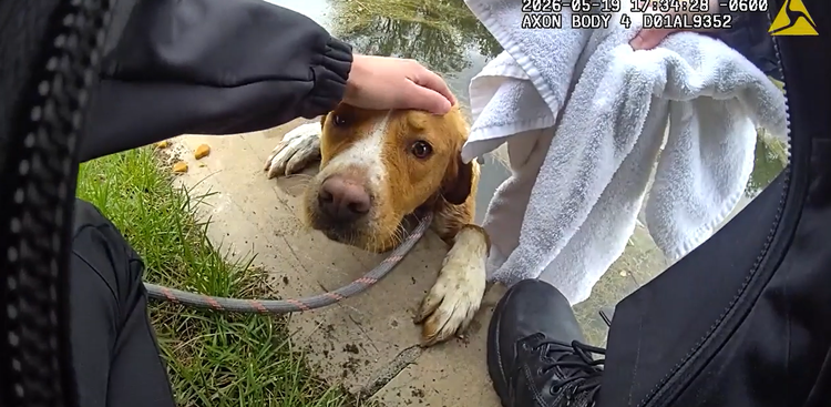 Animal Management Officer rescues dog stuck in pond