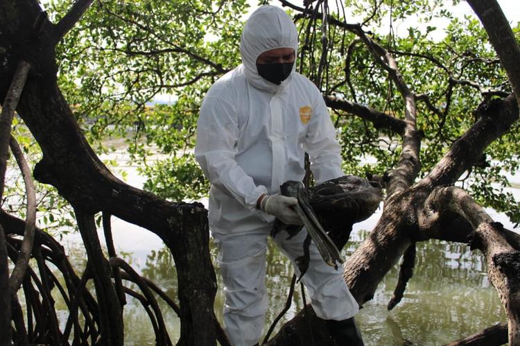 Honduras comenzó a sacrificar pelícanos para evitar expansión de la gripe aviar