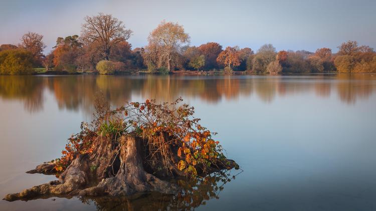 Seeing the wood for the trees