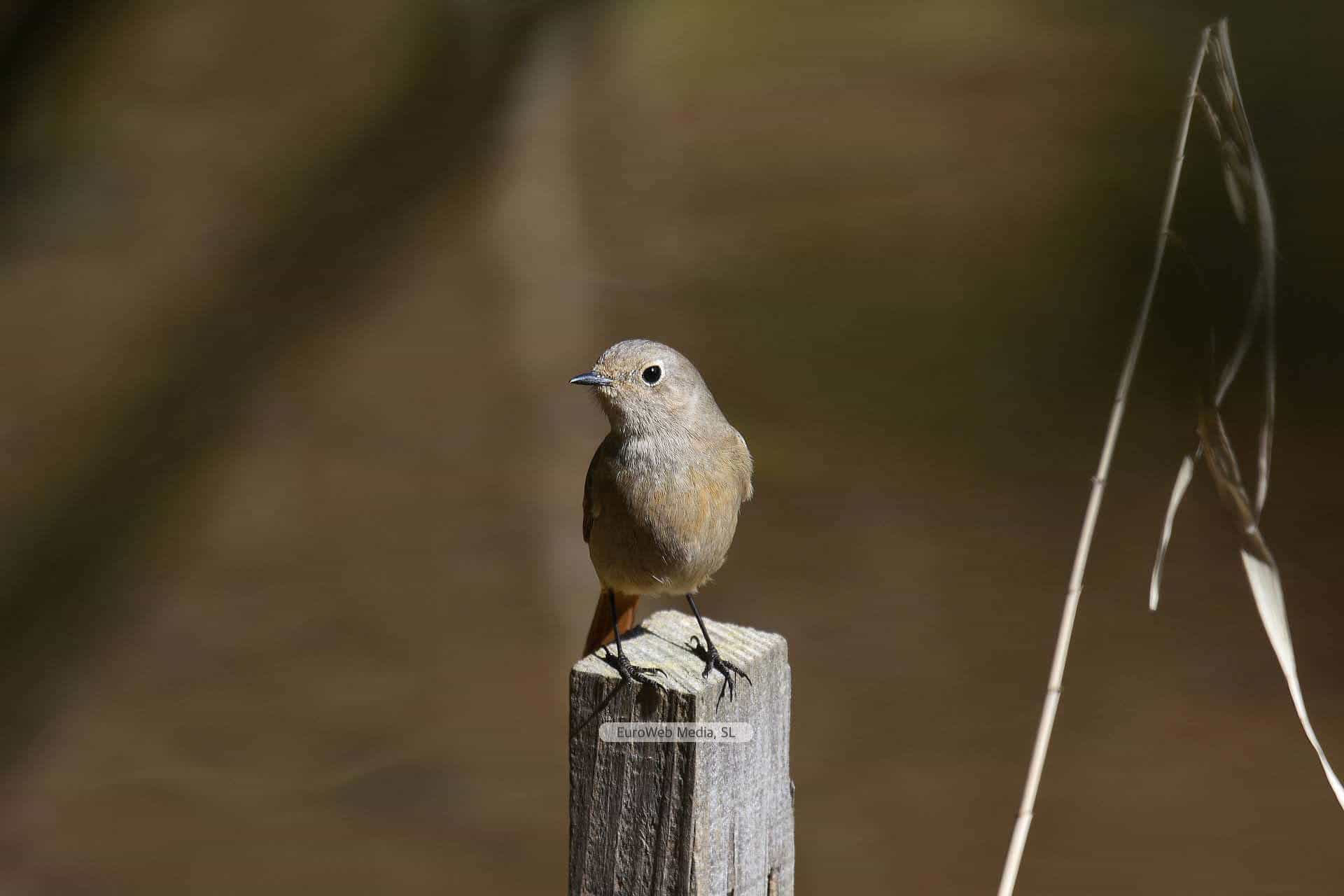 Zona de Especial Protección para las Aves: Ría de Ribadesella-Ría de Tinamayor en Llanes