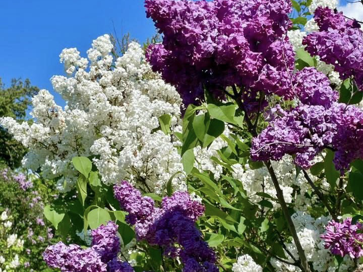 「Lilac 紫丁香的愛」