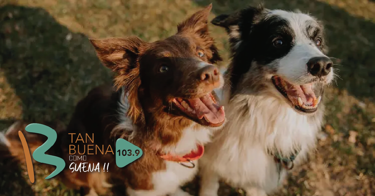 ¿Cómo entienden las palabras los perros? Un estudio revela que se guían por las consonantes