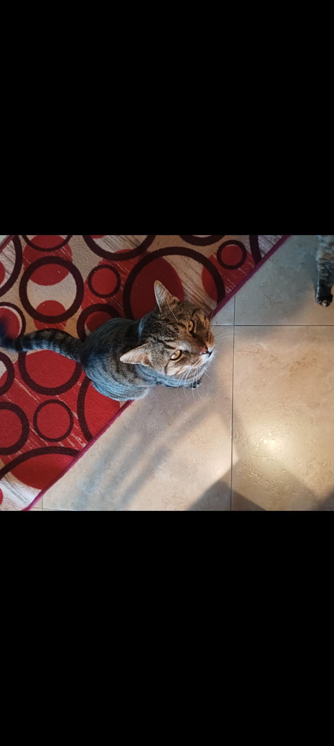 Gatto smarrito