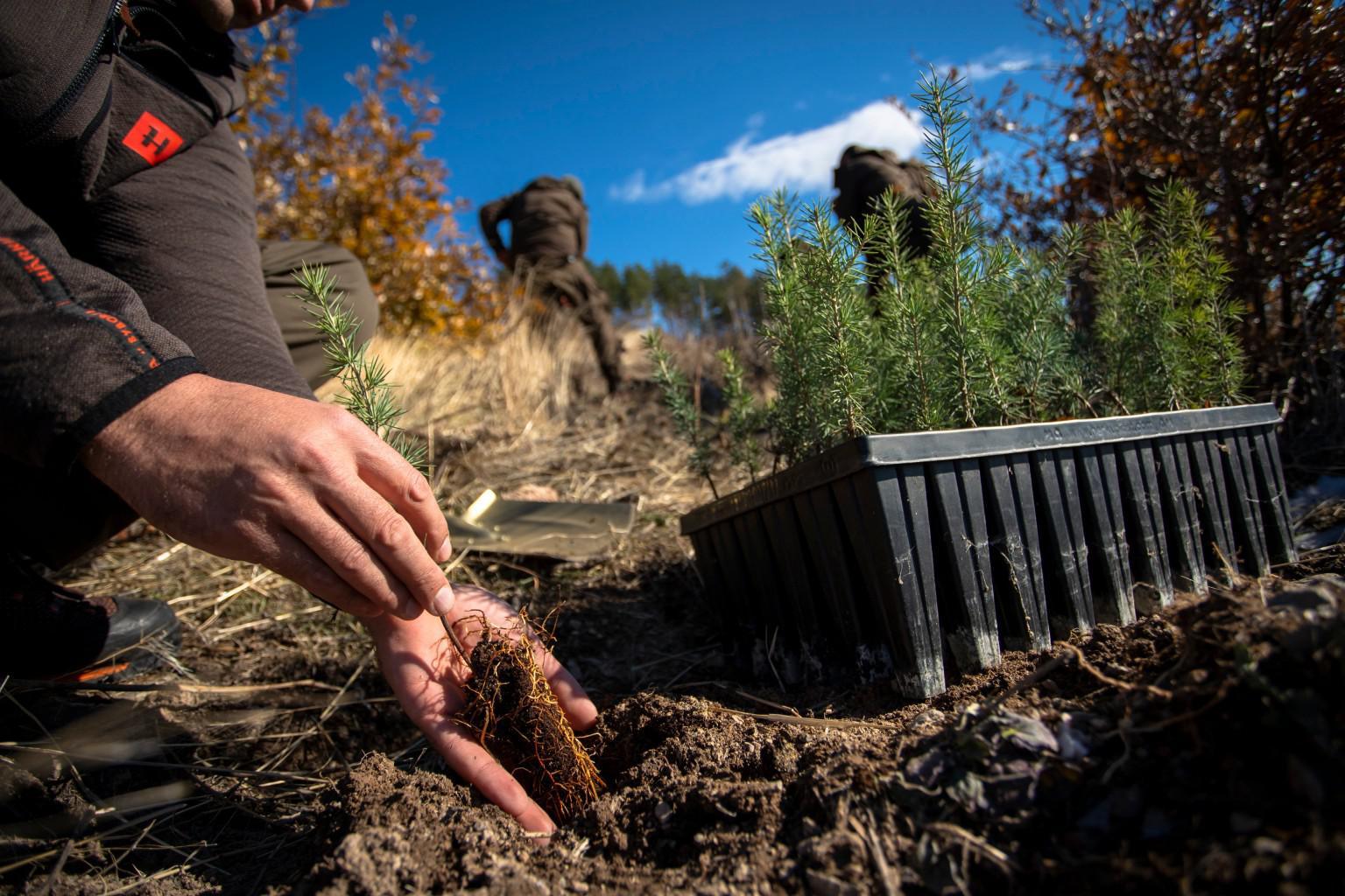Община Стара Загора кани всички граждани да се включат в акцията по залесяване на 18 април