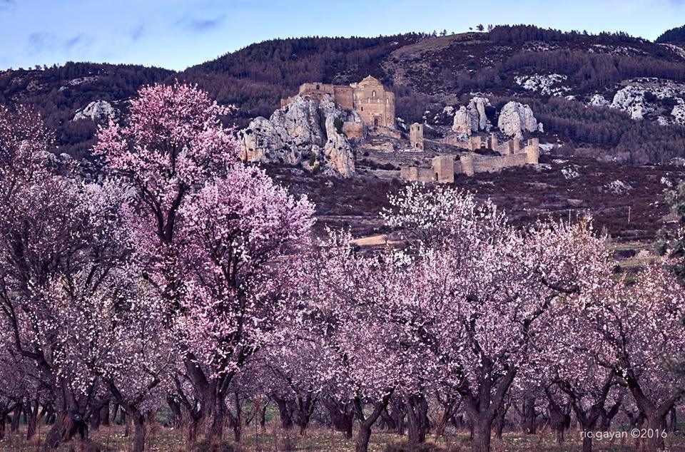🌸 La magia de la floración del Almendro en Huesca