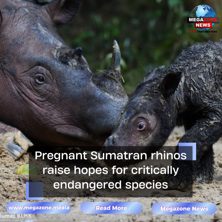 Pregnant Sumatran rhinos raise hopes for critically endangered species