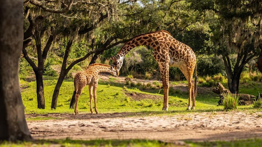 Masai-Giraffenbaby erster Auftritt bei der „Kilimanjaro Safaris“ in Disney’s Animal Kingdom.