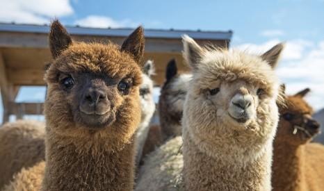 Matera, laghi e alpaca: magia lucana