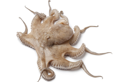 Polvo vulgar - Octopus vulgaris
