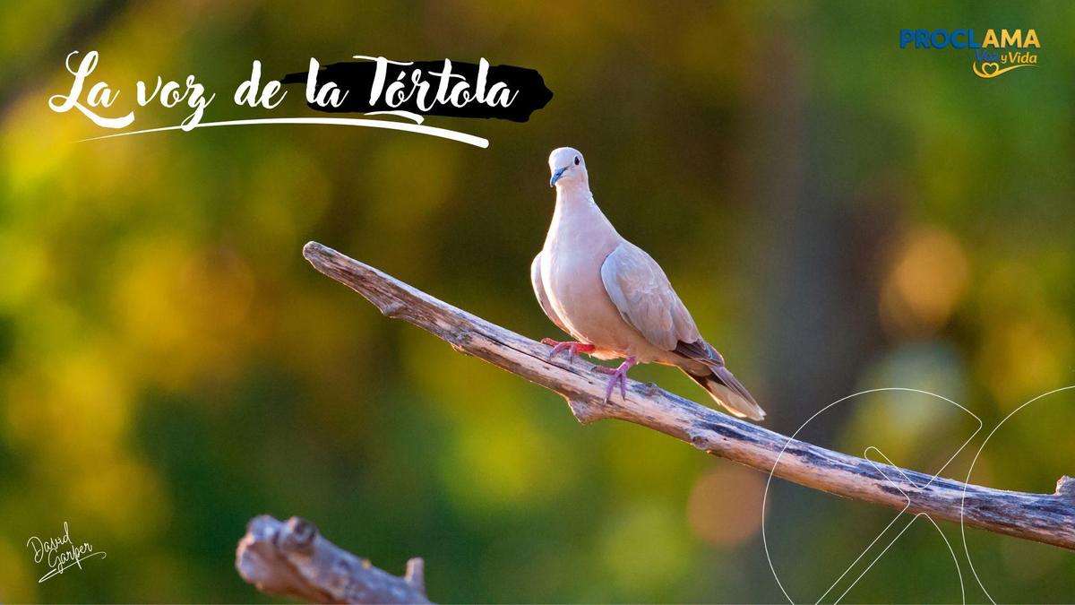 La voz de la Tortola