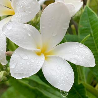 Se ressourcer sous une pluie d'été (sons nature- 24 mn)
