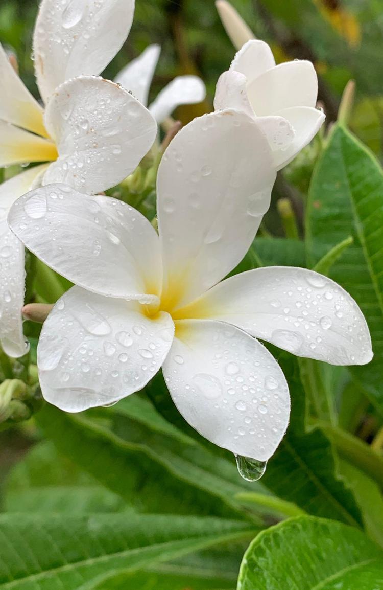 Se ressourcer sous une pluie d'été (sons nature- 24 mn)