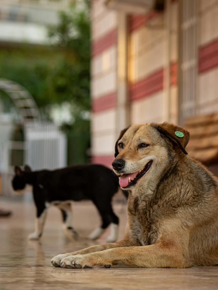Animaux de compagnie : un Français sur quatre prêt à se priver pour son chien ou son chat