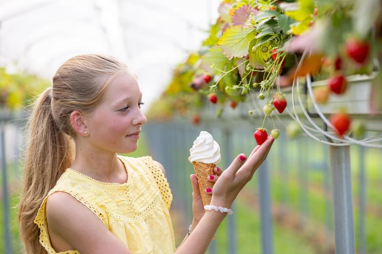 Fietsroute: De Bommelerwaardse vol verhalen en fruit (46 KM)