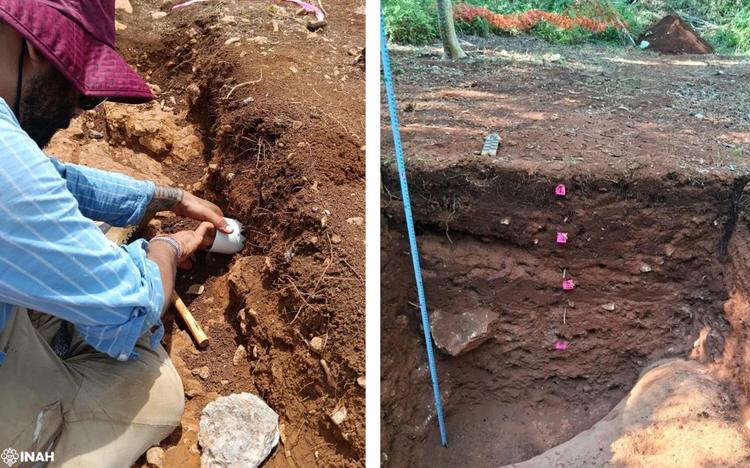 The secret gardens of the Maya: How ancient homes fed a civilisation