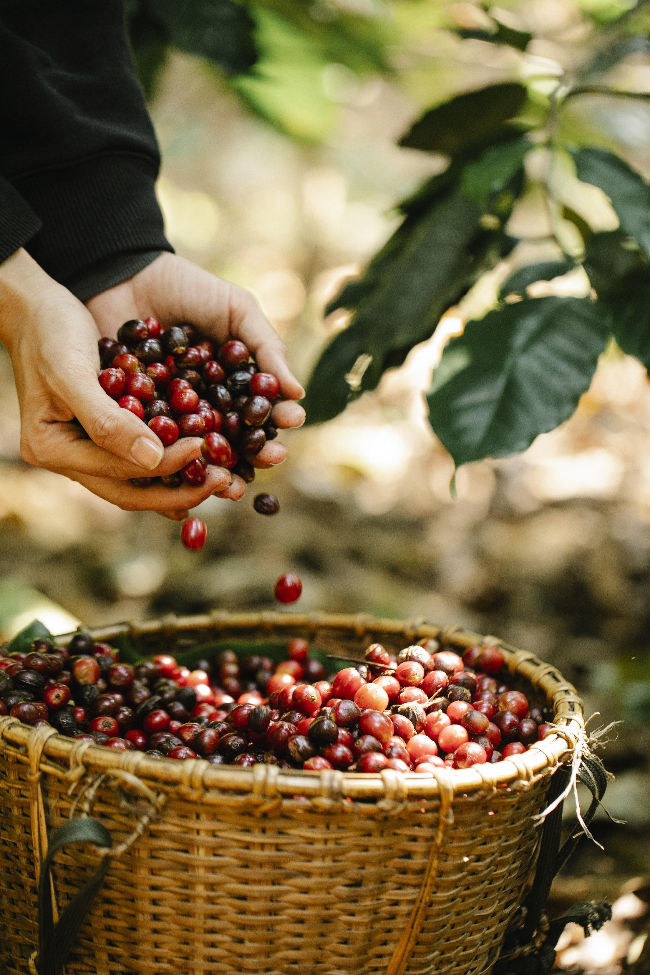Harvest of Plenty: A Lammas Ritual of Abundance and Gratitude
