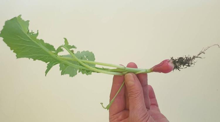 Le jardin potager du lycée de mars à mai 2026