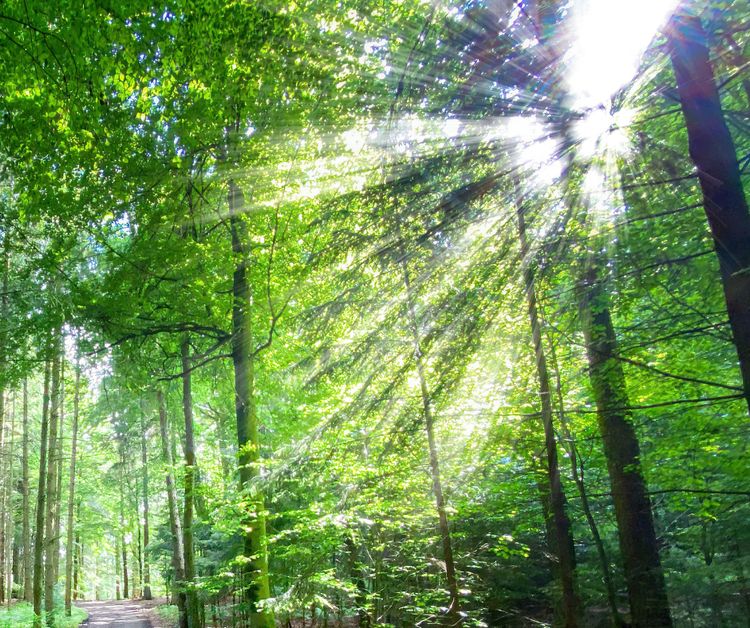 Forest Shine & Joy - Waldglanz & Lebensfreude