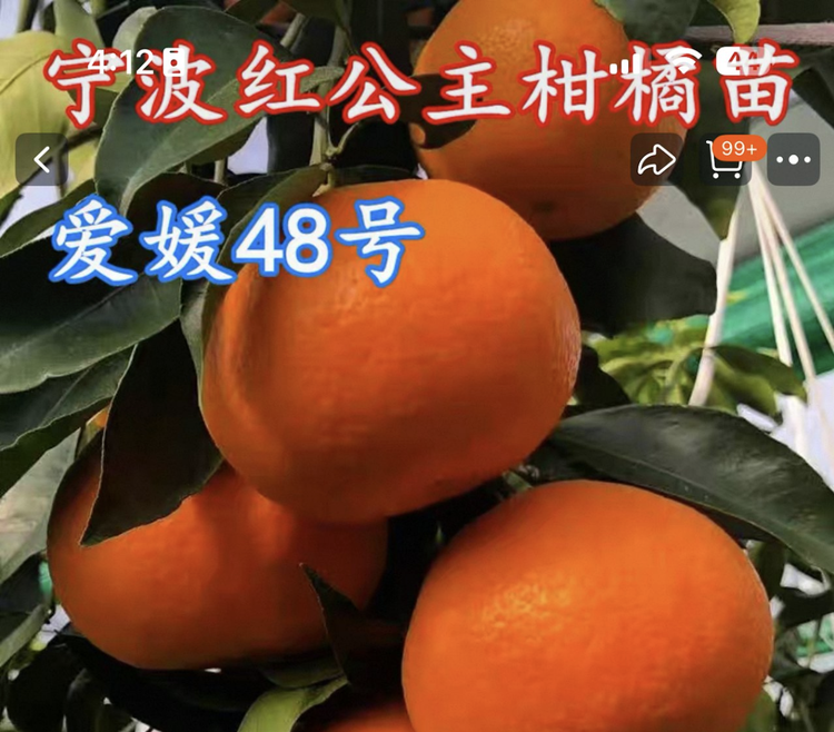 日本高级品种柑橘疑遭走私到中国