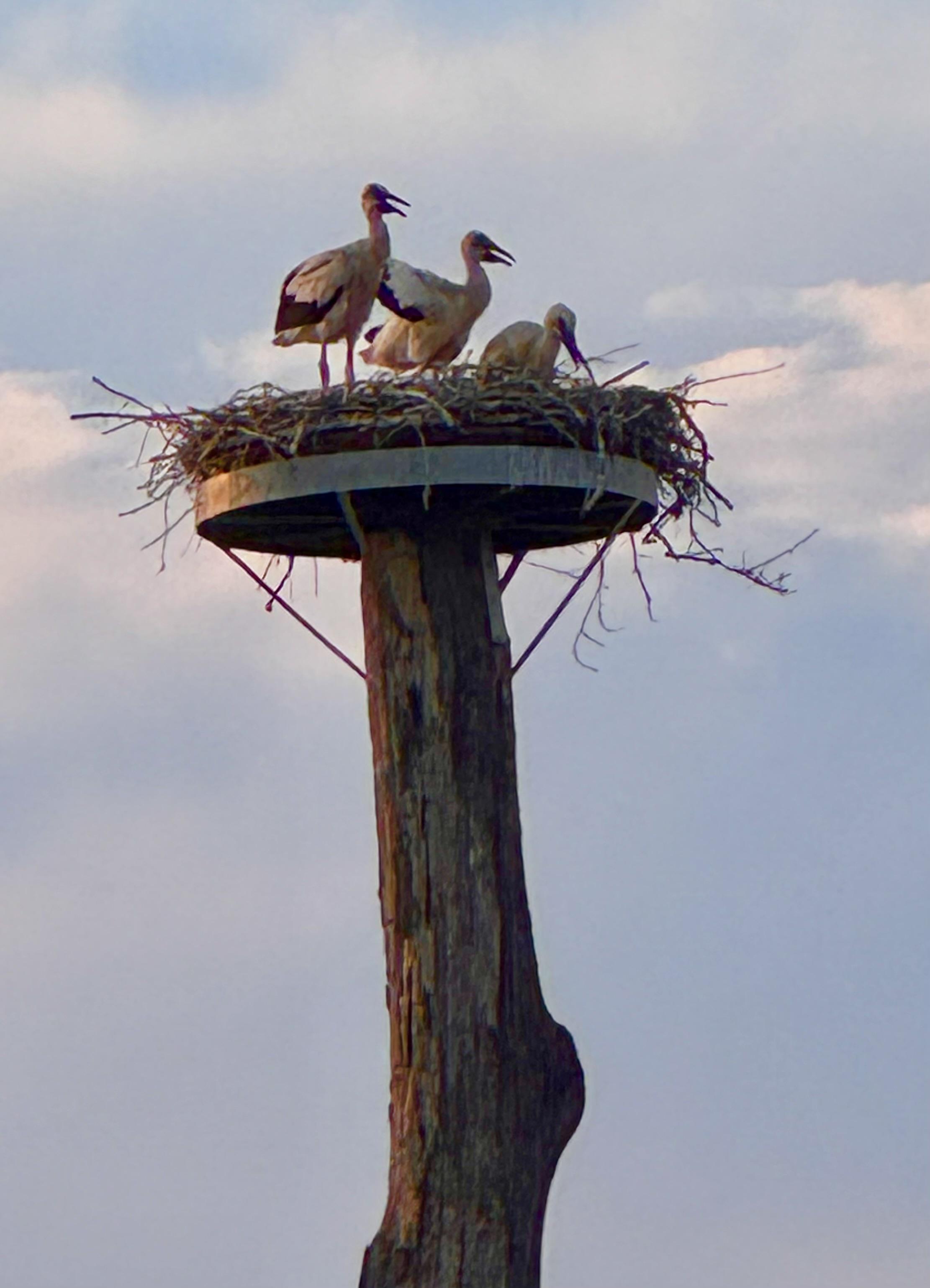 Storchennachwuchs in Lette bei Schmitfranz