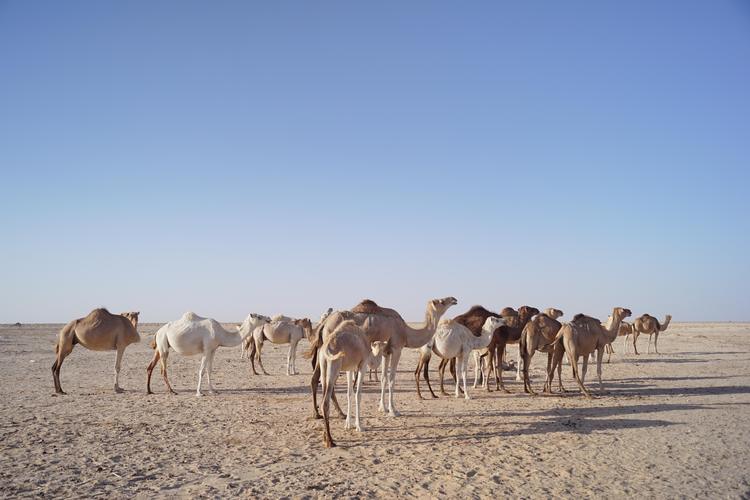 Le Canarie pesano per il 32,7% dell’export spagnolo verso la Mauritania