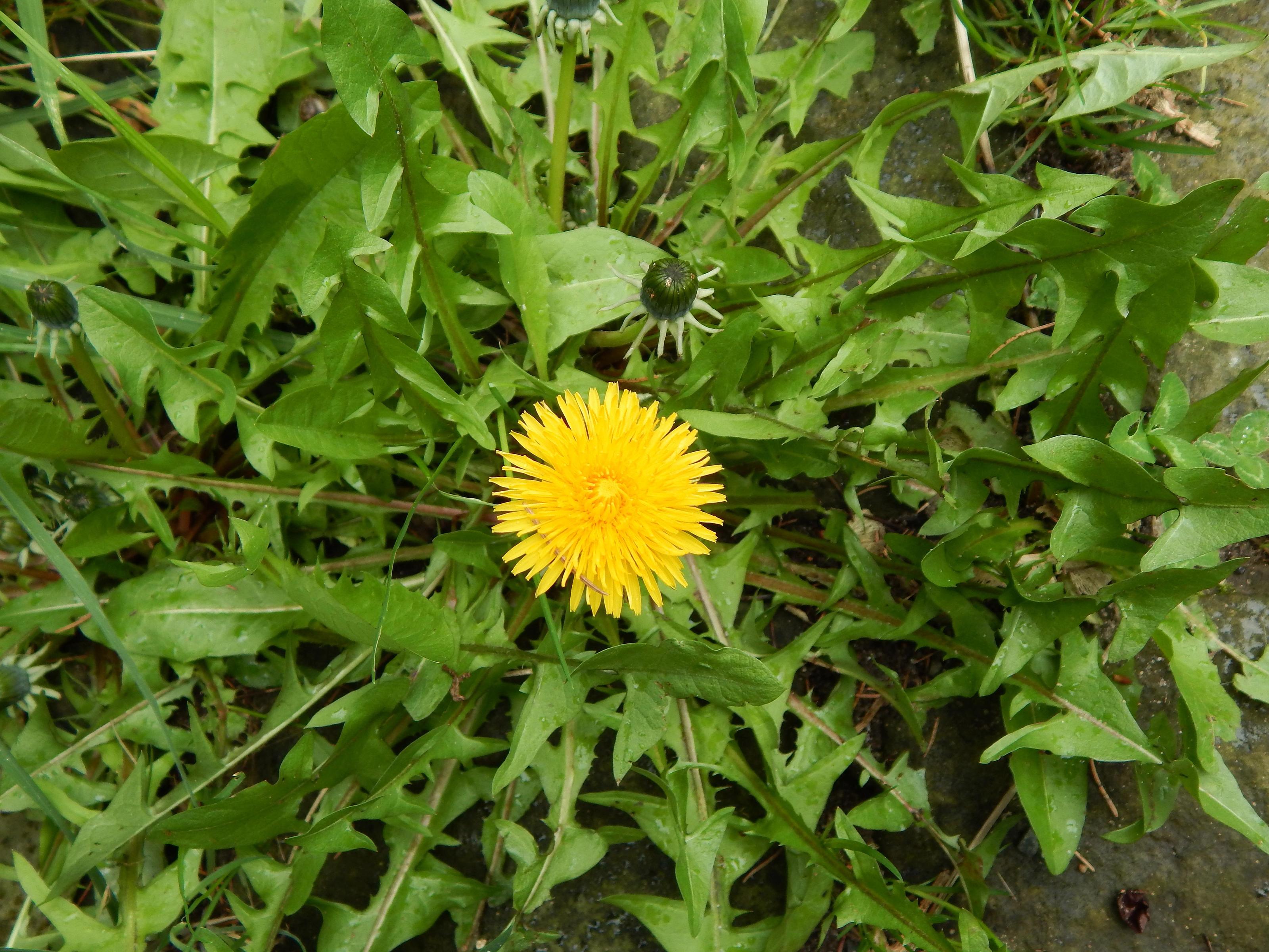 Natur schmeckt – Eine kulinarische Wildkräuterentdeckungsreise