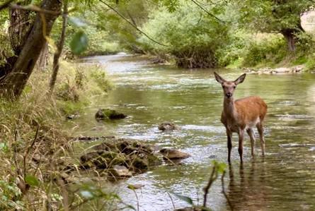 Trekking nel bosco magico: sulle orme dei cervi