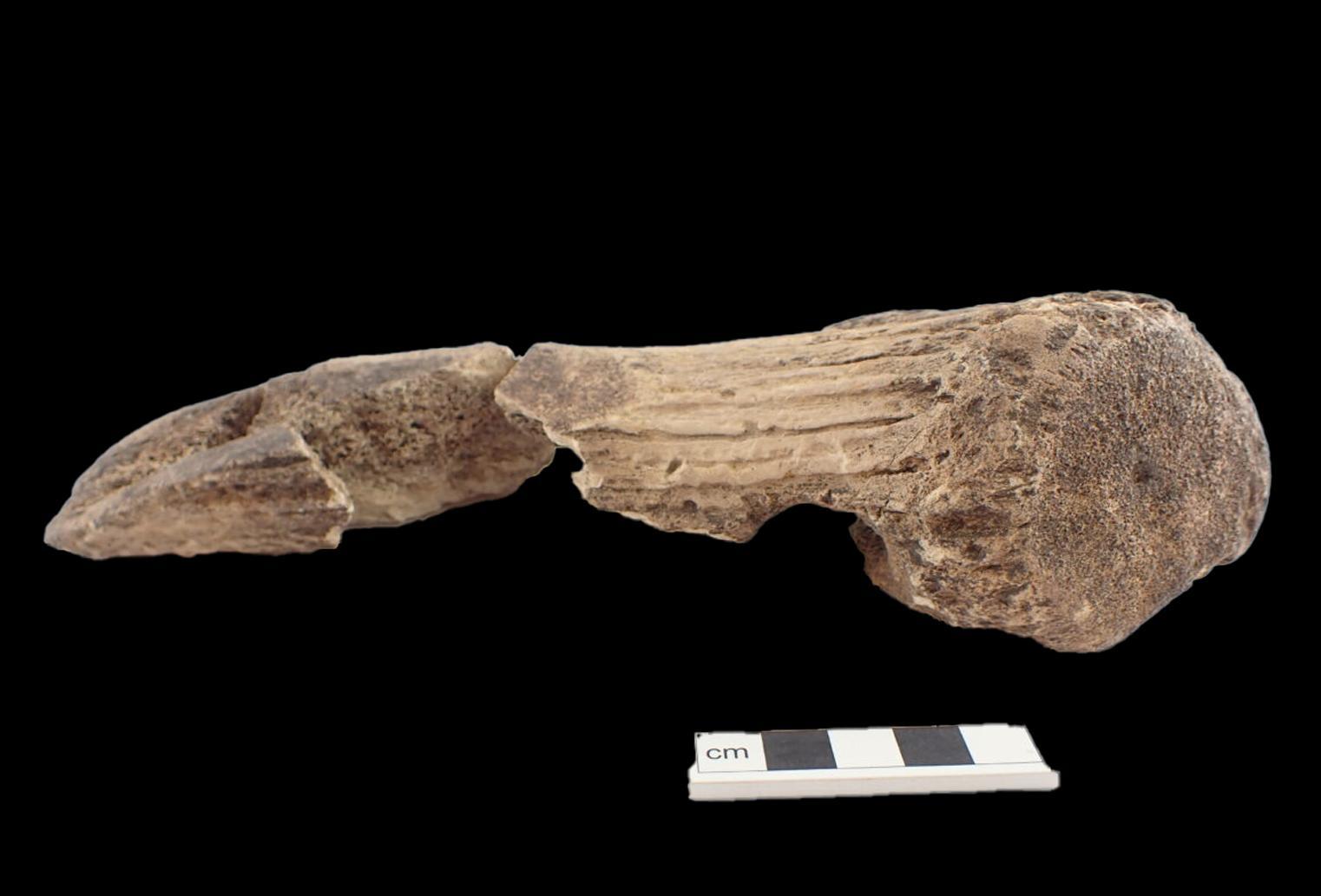 Archaeologists find rare Bronze Age antler axes in prehistoric settlement
