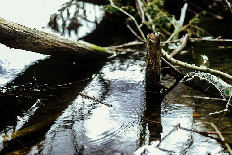 En La Lajita el agua sucia se limpia con plantas, y un proyecto europeo ha venido a verlo