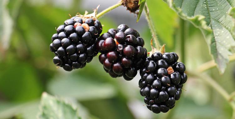 Raspberries (Black)
