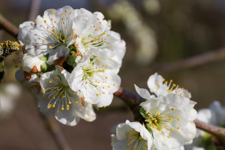 Bloesemalert: kersen & pruimen in volle bloei!🌸