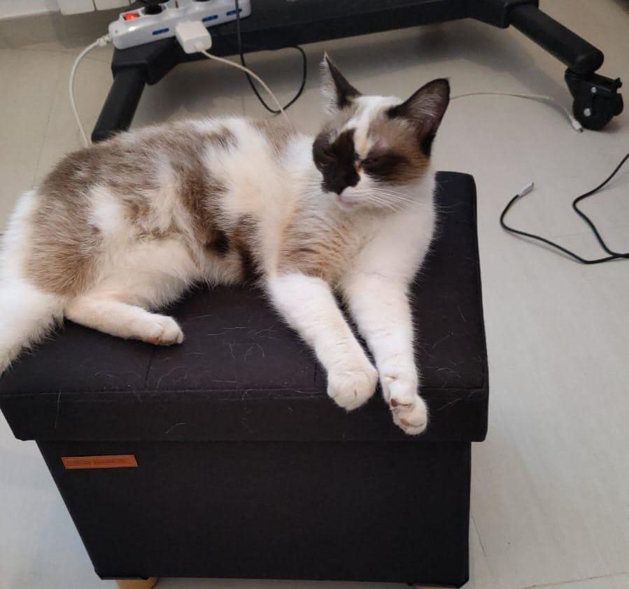 Gattina smarrita