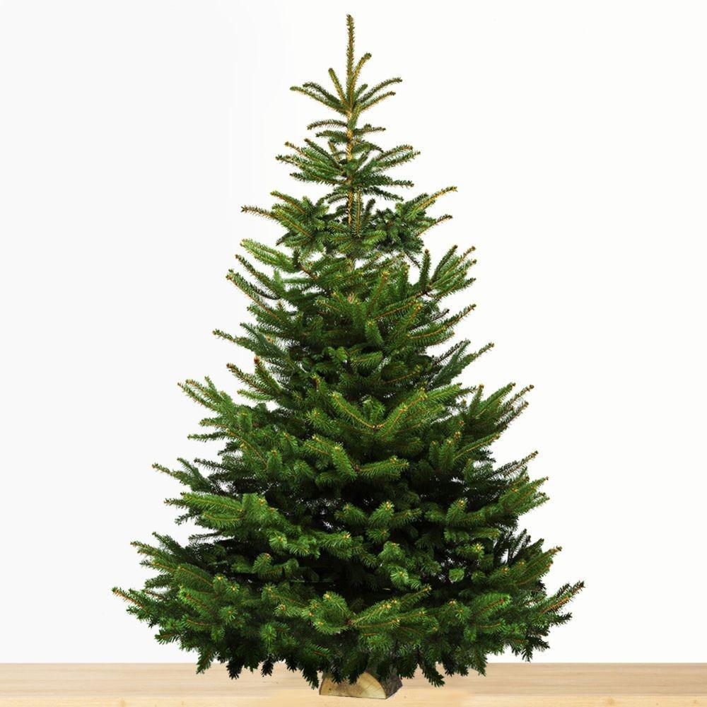 Vente de sapins de Noël "Nordmann" 