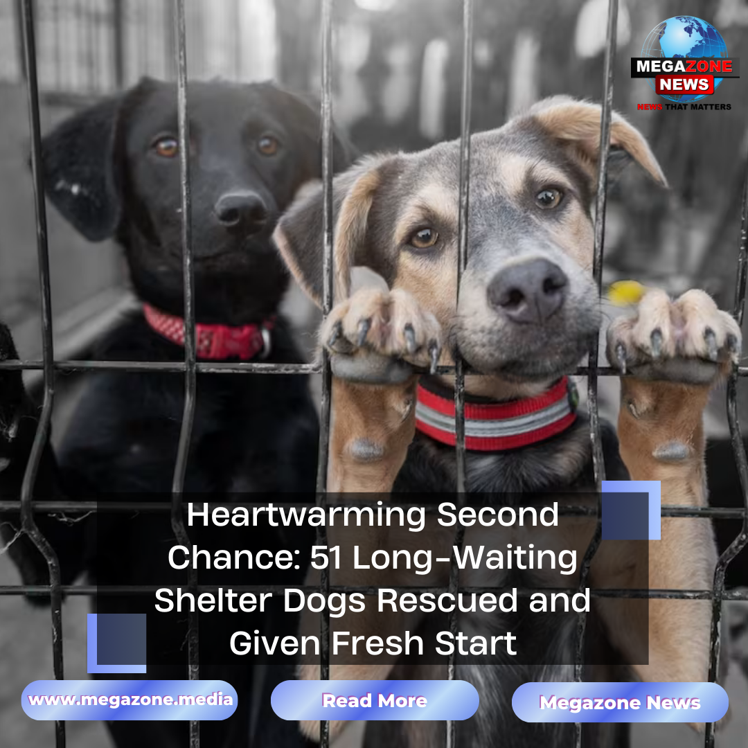 Heartwarming Second Chance: 51 Long-Waiting Shelter Dogs Rescued and ...