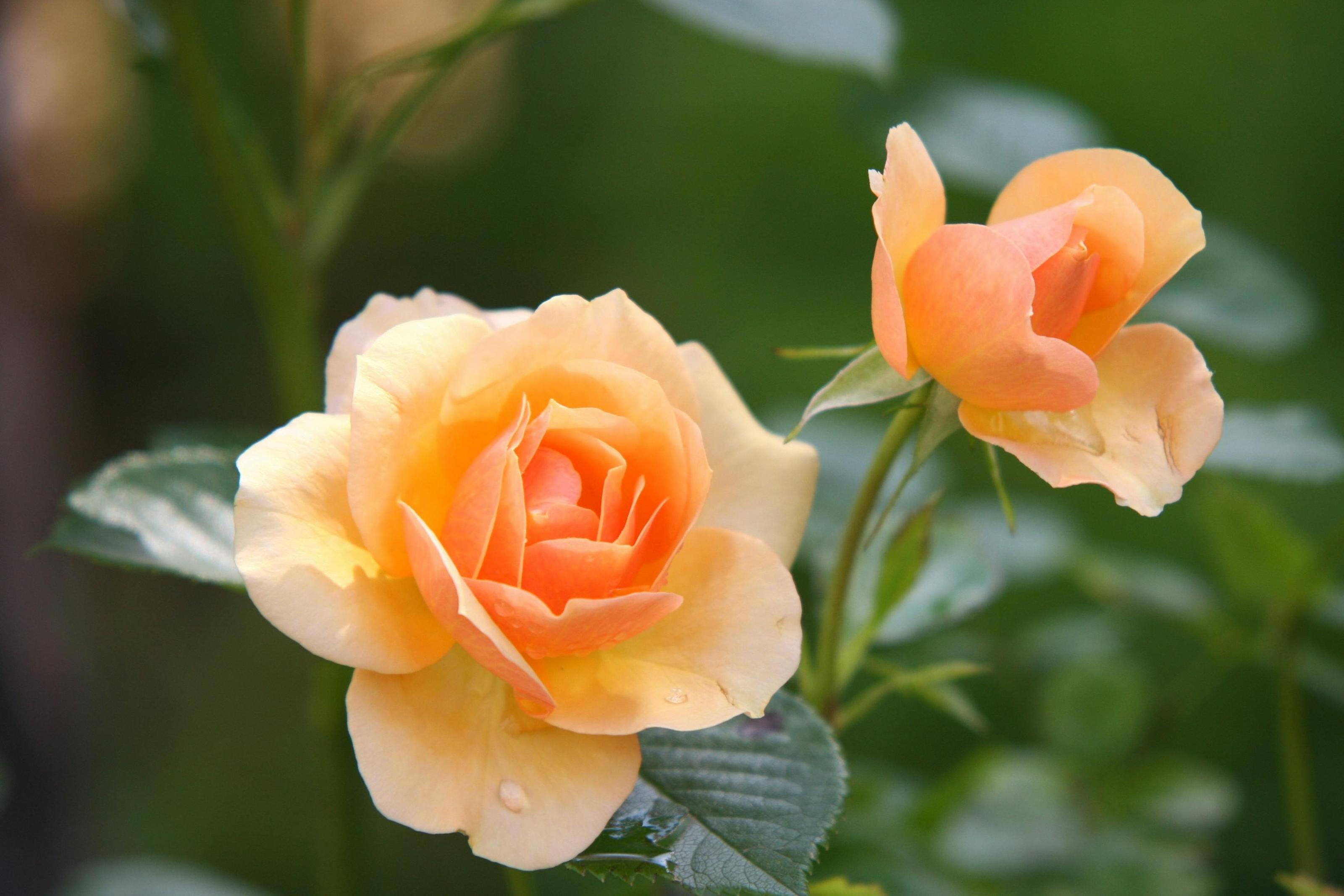 Nourished by Pleasure