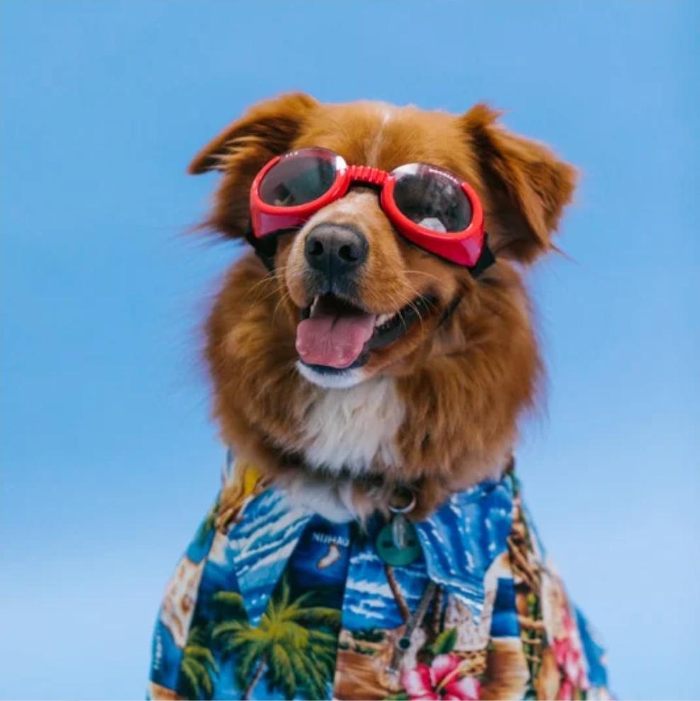 Wenn dein Hund im Urlaub plötzlich " alles vergessen hat"