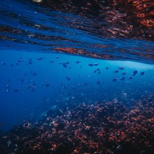 O canto do fundo do mar (A Pequena Sereia 3)