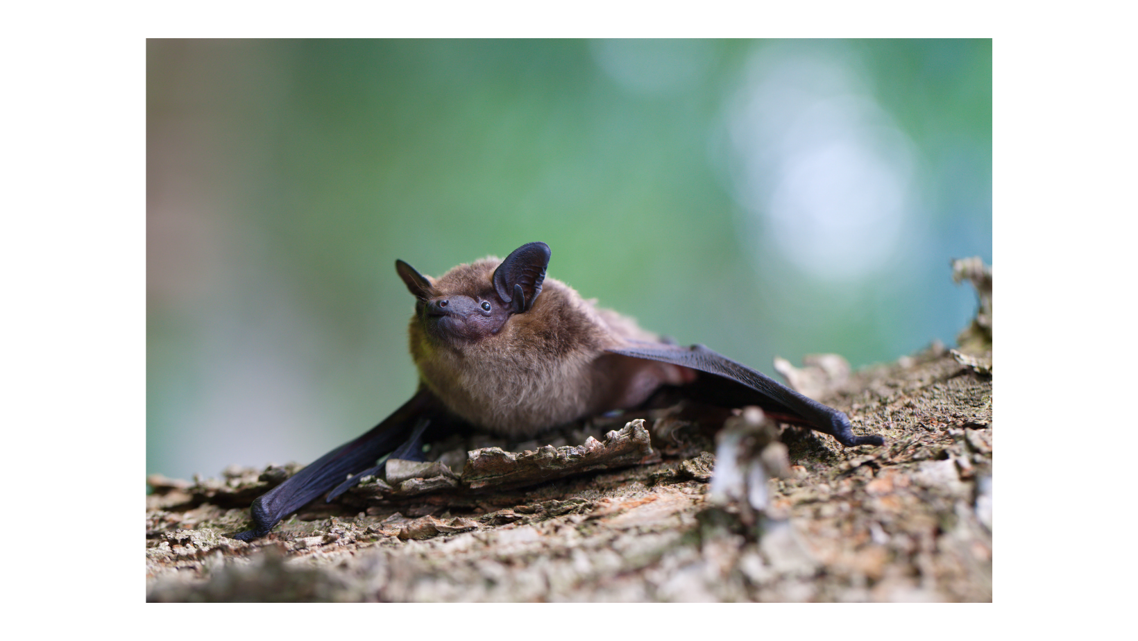 Fledermauswanderung - auf den Spuren von Bat-Man und Co. am 28.8.2026 und 29.8.2026  