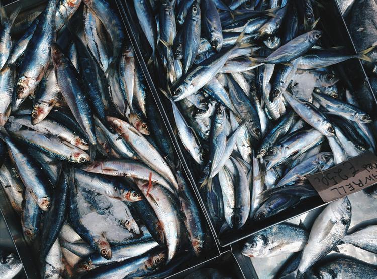 El regreso del pescado azul: qué llegará a los mercados de Canarias en julio