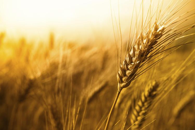 Daily Reflection on the Gospel of Sunday, July 12, 2026