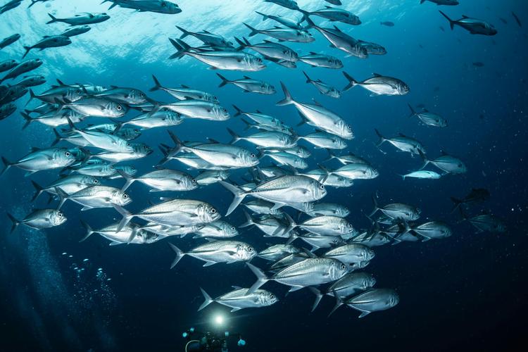 O chamado do oceano (A Pequena Sereia 4)