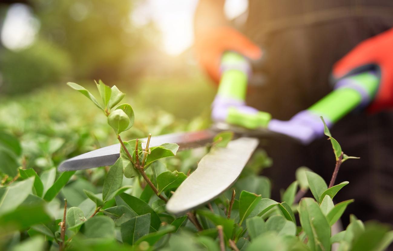 El plazo para participar en el programa TándEM de formación y empleo en jardinería finaliza el 20 de septiembre