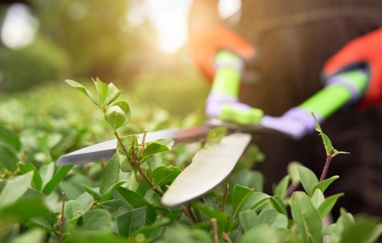 El plazo para participar en el programa TándEM de formación y empleo en jardinería finaliza el 20 de septiembre